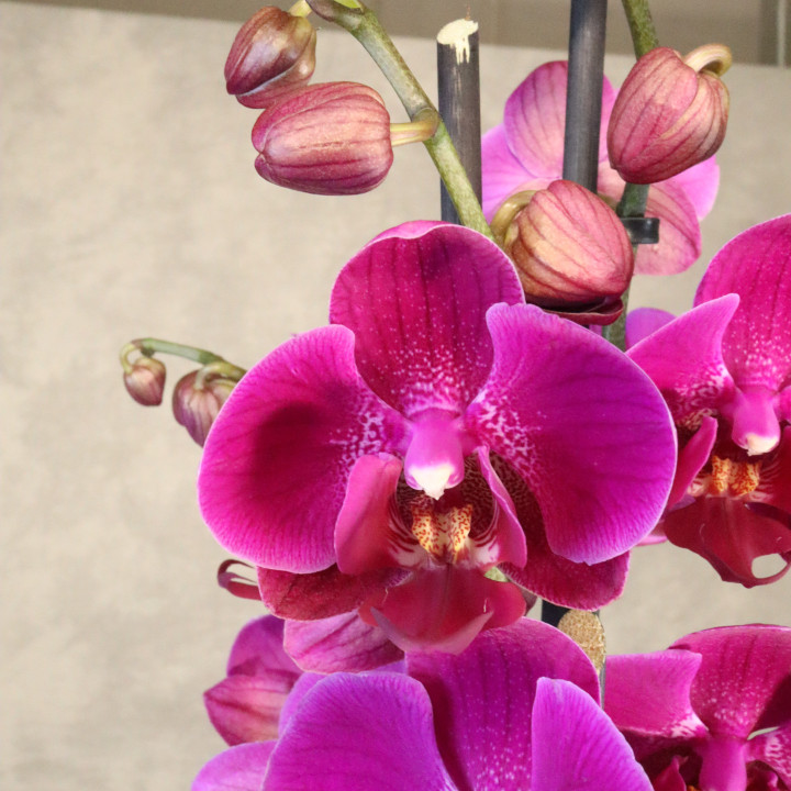 Storczyk Phalaenopsis 4-pędowy fuksjowy | Tomaszewski