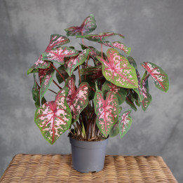 Caladium 'Carolyn Whorton' – różowo-zielone liście | Tomaszewski