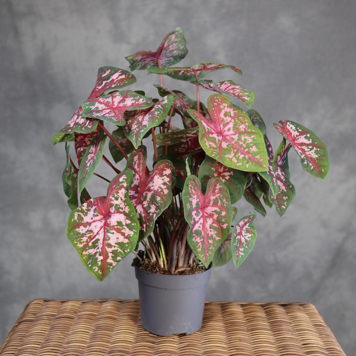 Caladium 'Carolyn Whorton'