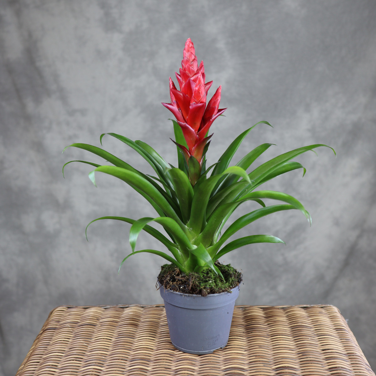 Guzmania 'Patricia'