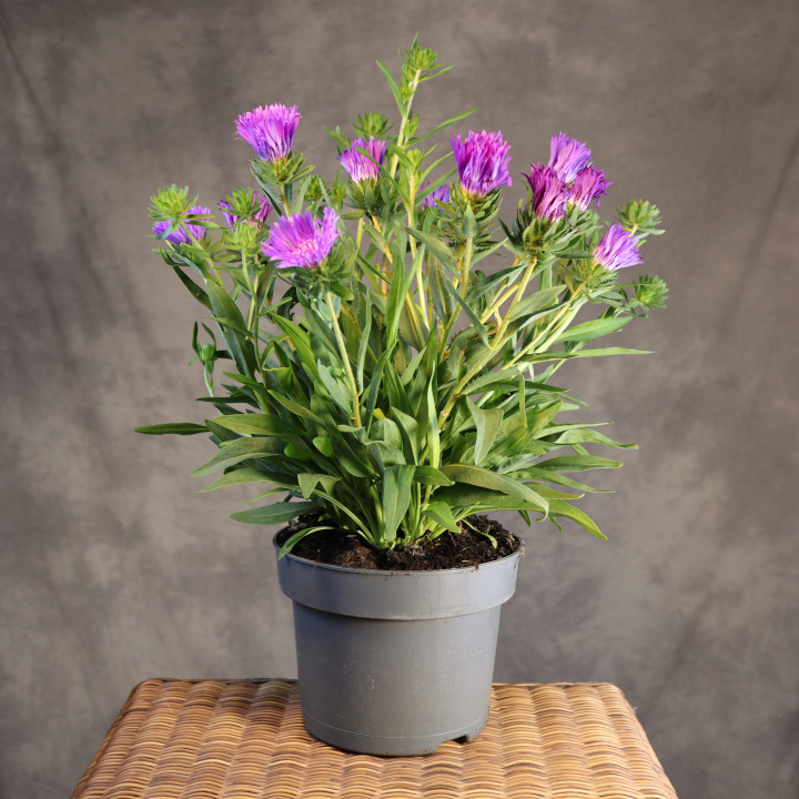 Stokesia laevis – stokezja gładka | Tomaszewski