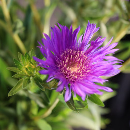 Stokesia laevis – stokezja gładka | Tomaszewski