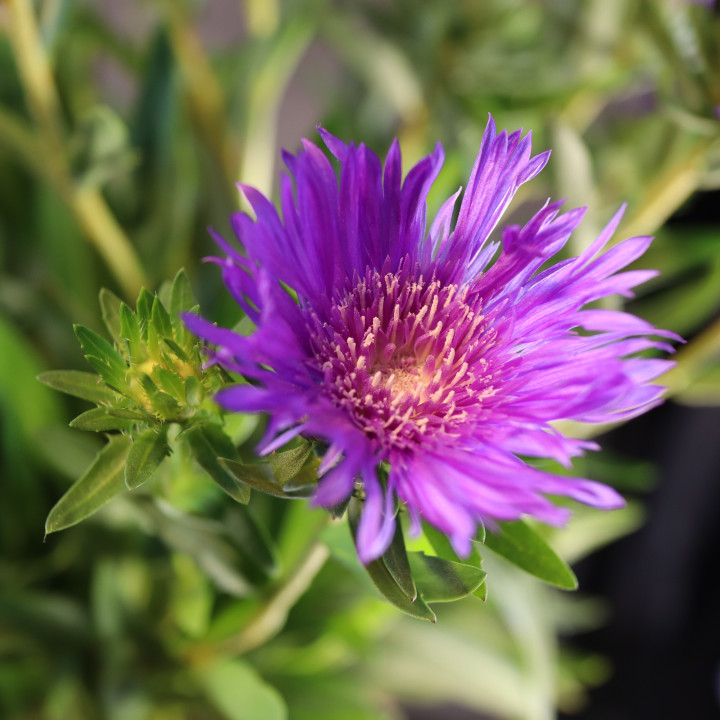 Stokesia laevis – stokezja gładka | Tomaszewski