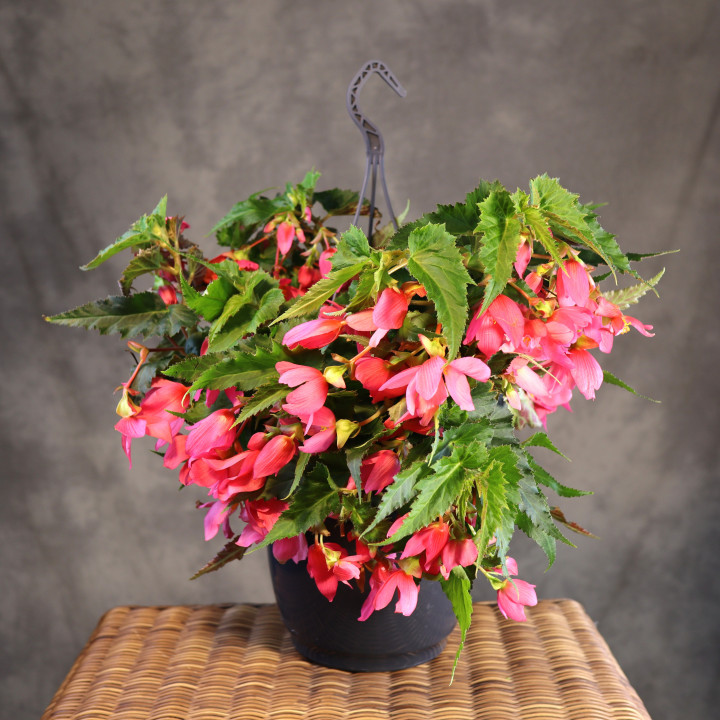 Begonia boliwijska Hot Pink w wiszącej donicy | Tomaszewski