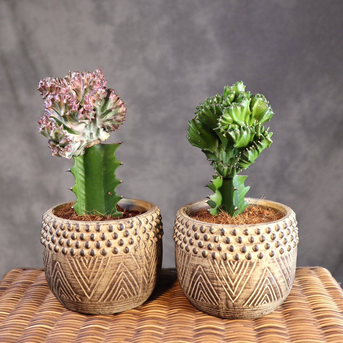 Euphorbia szczepiona w...