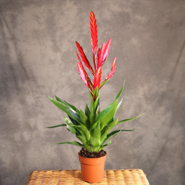 Tillandsia 'Amorosa'