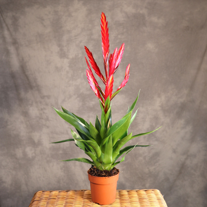 Tillandsia 'Amorosa' – czerwona bromelia do domu | Tomaszewski