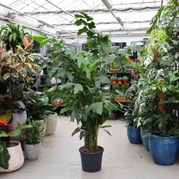 Kariota łagodna (Caryota mitis) – tropikalna palma | Tomaszewski