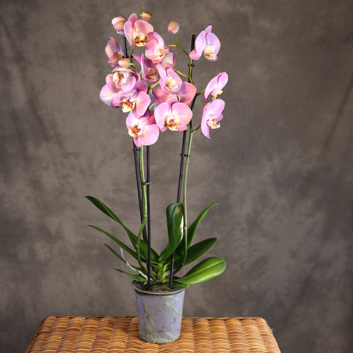 Storczyk Phalaenopsis 2-pędowy różowo-żółty | Tomaszewski