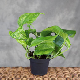 Epipremnum 'Jungle Star' ('Marble Green') | Tomaszewski