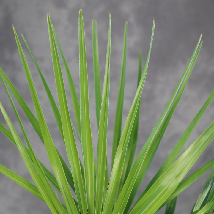 Chamaerops humilis – Karłatka niska | Tomaszewski
