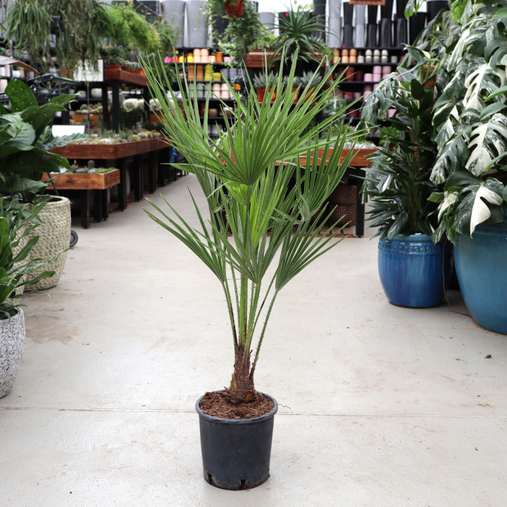 Chamaerops humilis – Karłatka niska | Tomaszewski