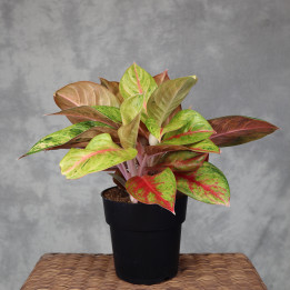 Aglaonema 'Gala Red' don. 19 cm o barwnych liściach | Tomaszewski