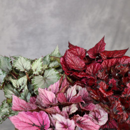 Begonia królewska Beleaf mix don. 17 cm – barwne liście | Tomaszewski