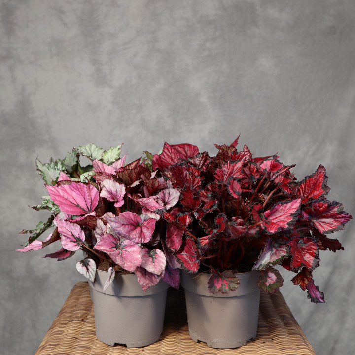 Begonia królewska Beleaf mix don. 17 cm – barwne liście | Tomaszewski