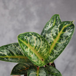 Aglaonema 'Orange Flame' – barwna roślina doniczkowa | Tomaszewski