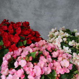 Begonia Betulia Mix – begonie kwitnące w 3 kolorach | Tomaszewski