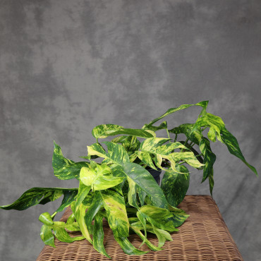 Epipremnum pinnatum 'Cintho Goldfinger'