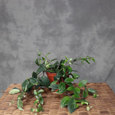 Aeschynanthus lobbianus 'Variegatus'