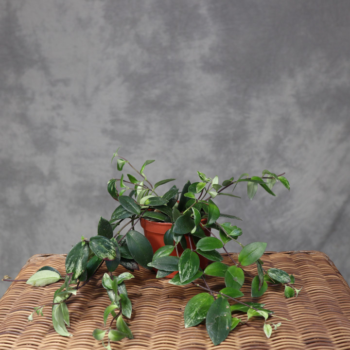 Aeschynanthus lobbianus 'Variegatus' – Eszynantus | Tomaszewski