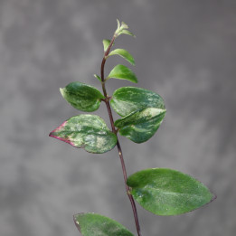 Aeschynanthus lobbianus 'Variegatus' – Eszynantus | Tomaszewski