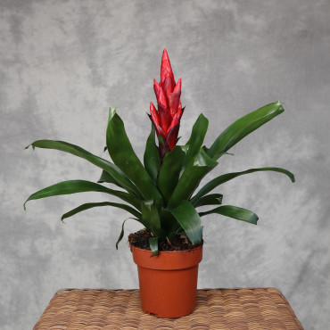 Guzmania 'Pallas'