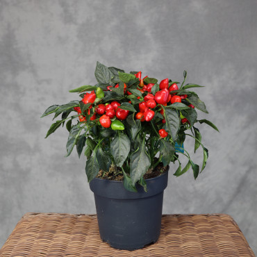 Papryka ozdobna 'Mambo Red'
