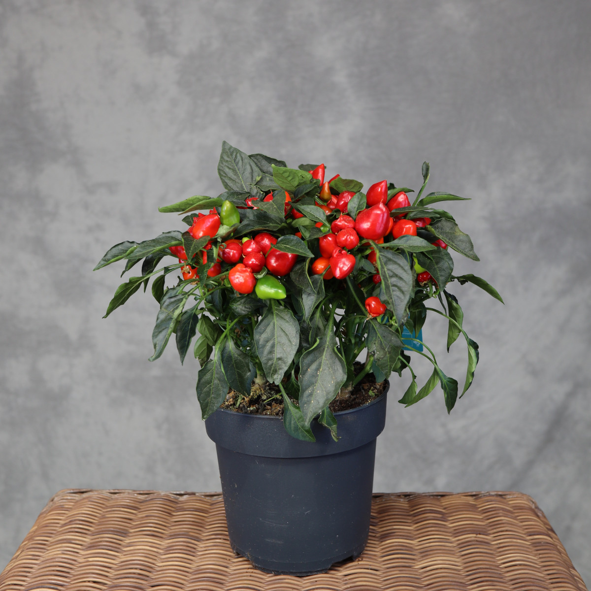 Papryka ozdobna 'Mambo Red'