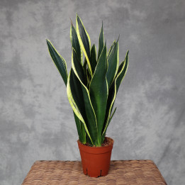 Sansevieria 'Night Shade' – ciemne liście | Tomaszewski