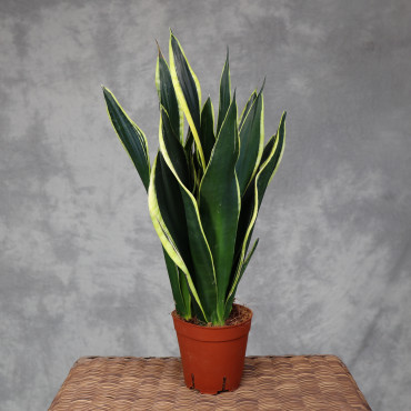 Sansewieria 'Night Shade'