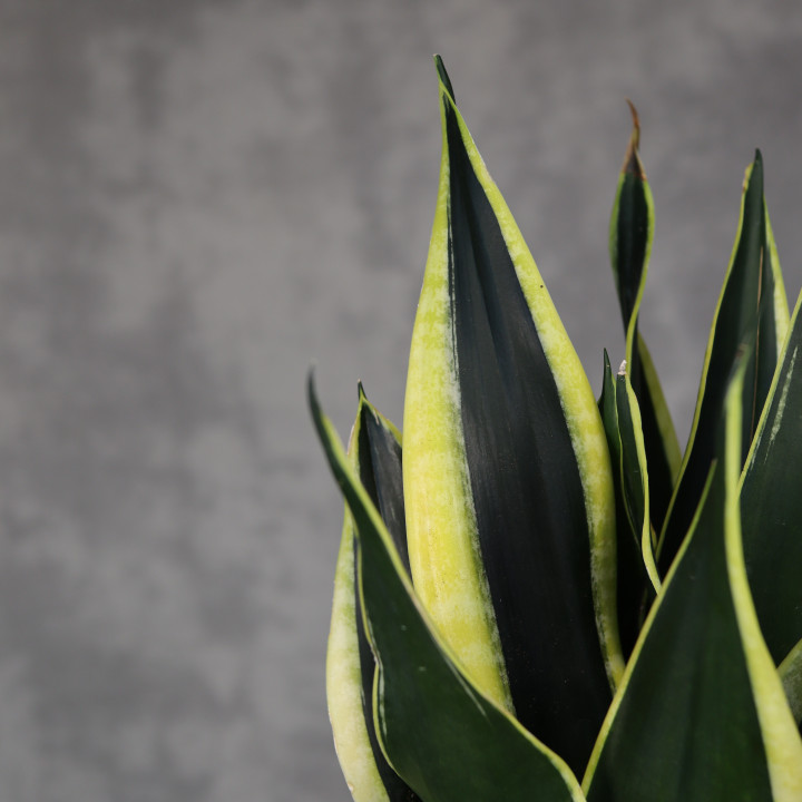 Sansevieria 'Night Shade' – ciemne liście | Tomaszewski