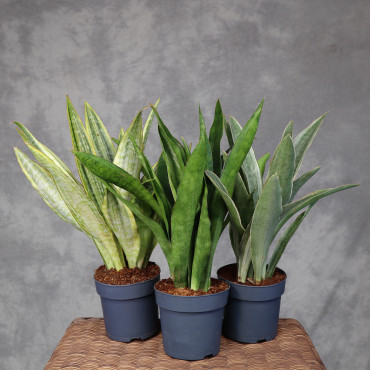 Sansewieria aubrytiana MIX
