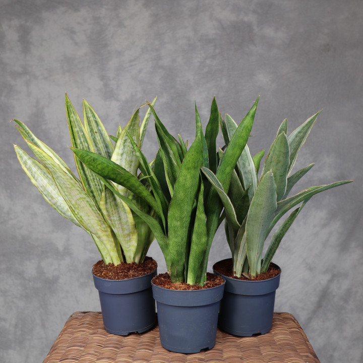 Sansevieria aubrytiana – mix odmian | Tomaszewski