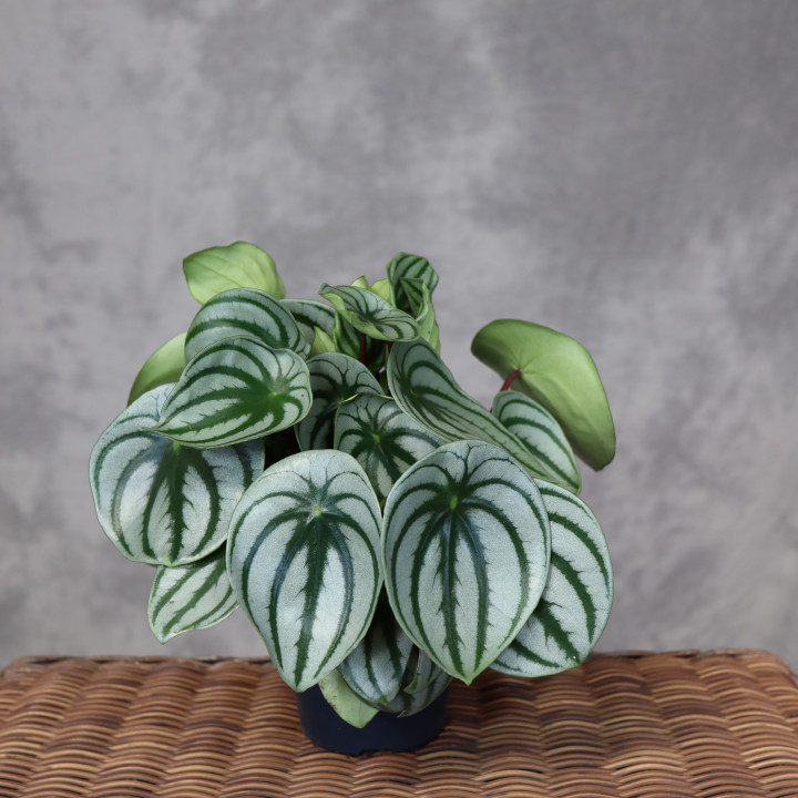 Peperomia 'Watermelon' | Tomaszewski