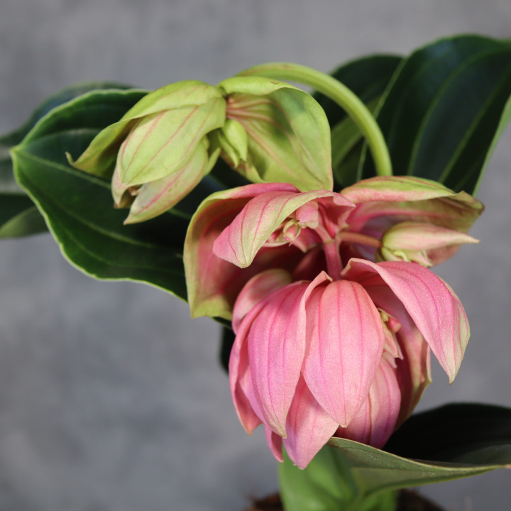 Medinilla wspaniała 'Candy' | Tomaszewski
