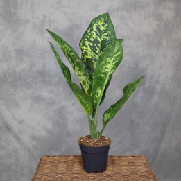 Dieffenbachia seguine 'Crown' - difenbachia | Tomaszewski