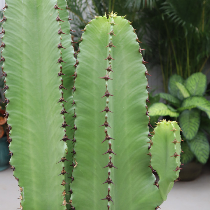 Wilczomlecz erytrea 125 cm | Tomaszewski