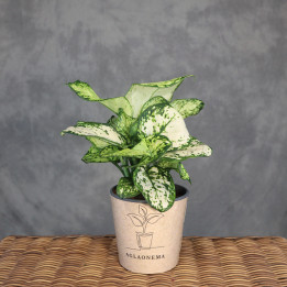 Aglaonema 'Super White' | Tomaszewski