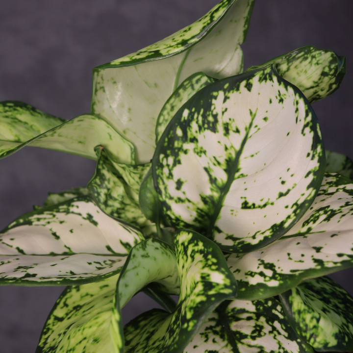 Aglaonema 'Super White' | Tomaszewski