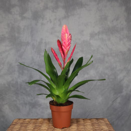Frizea 'Salima' – bromelia różowa | Tomaszewski