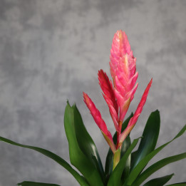Frizea 'Salima' – bromelia różowa | Tomaszewski