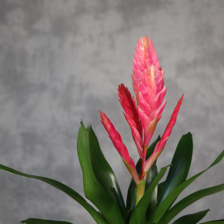 Frizea 'Salima' – bromelia różowa | Tomaszewski