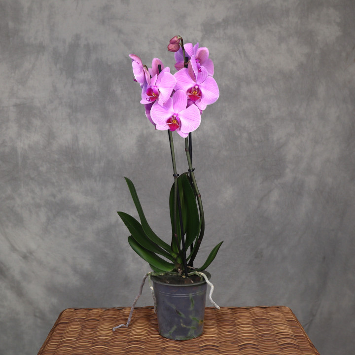 Storczyk różowy 2-pędowy (Phalaenopsis) | Tomaszewski