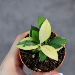 Hoya heuschkeliana | Tomaszewski