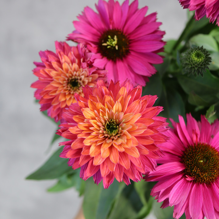 Echinacea 'SunSeekers Sweet Fuchsia' – jeżówka | Tomaszewski