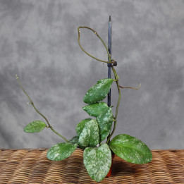 Hoya waymaniae 'Kapuas' (Hoja 'Cloudy Sky') | Tomaszewski