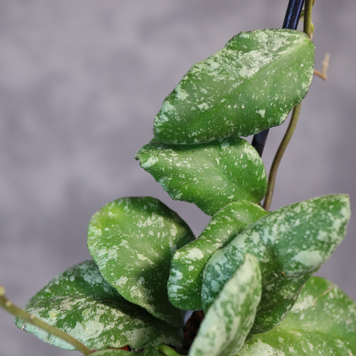 Hoya waymaniae 'Kapuas' (Hoja 'Cloudy Sky') | Tomaszewski