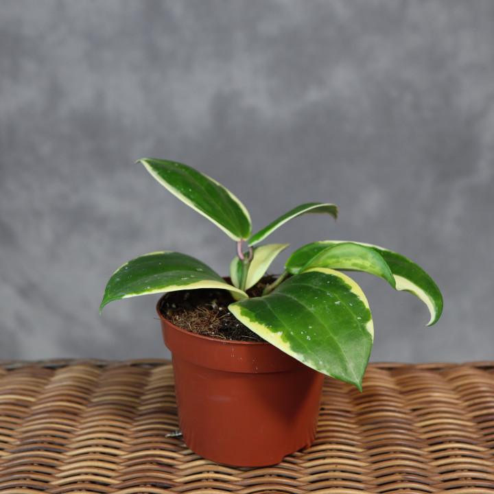 Hoya latifolia 'Round Leaf' Albomarginata – kolekcjonerska hoja | Tomaszewski