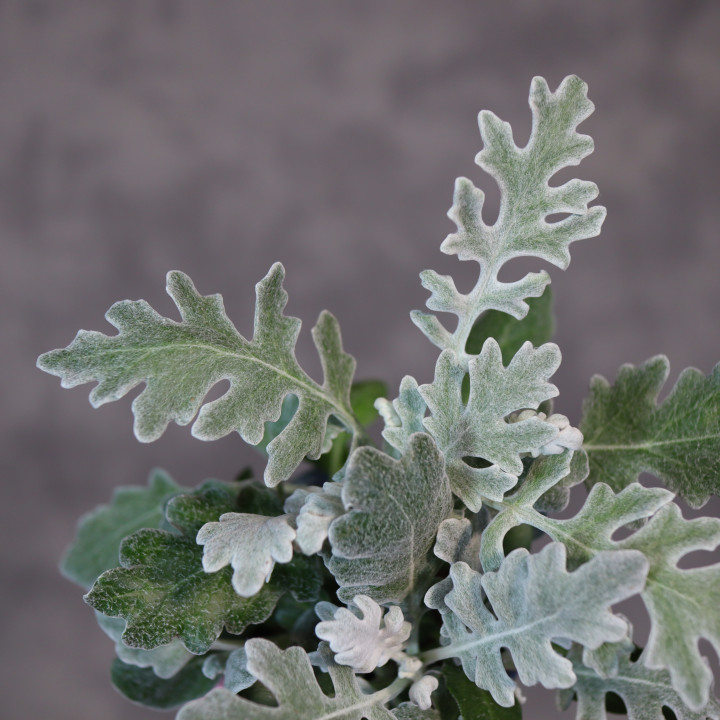 Starzec popielny (Senecio cineraria) - mrozy | Tomaszewski