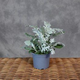 Starzec popielny (Senecio cineraria) - mrozy | Tomaszewski